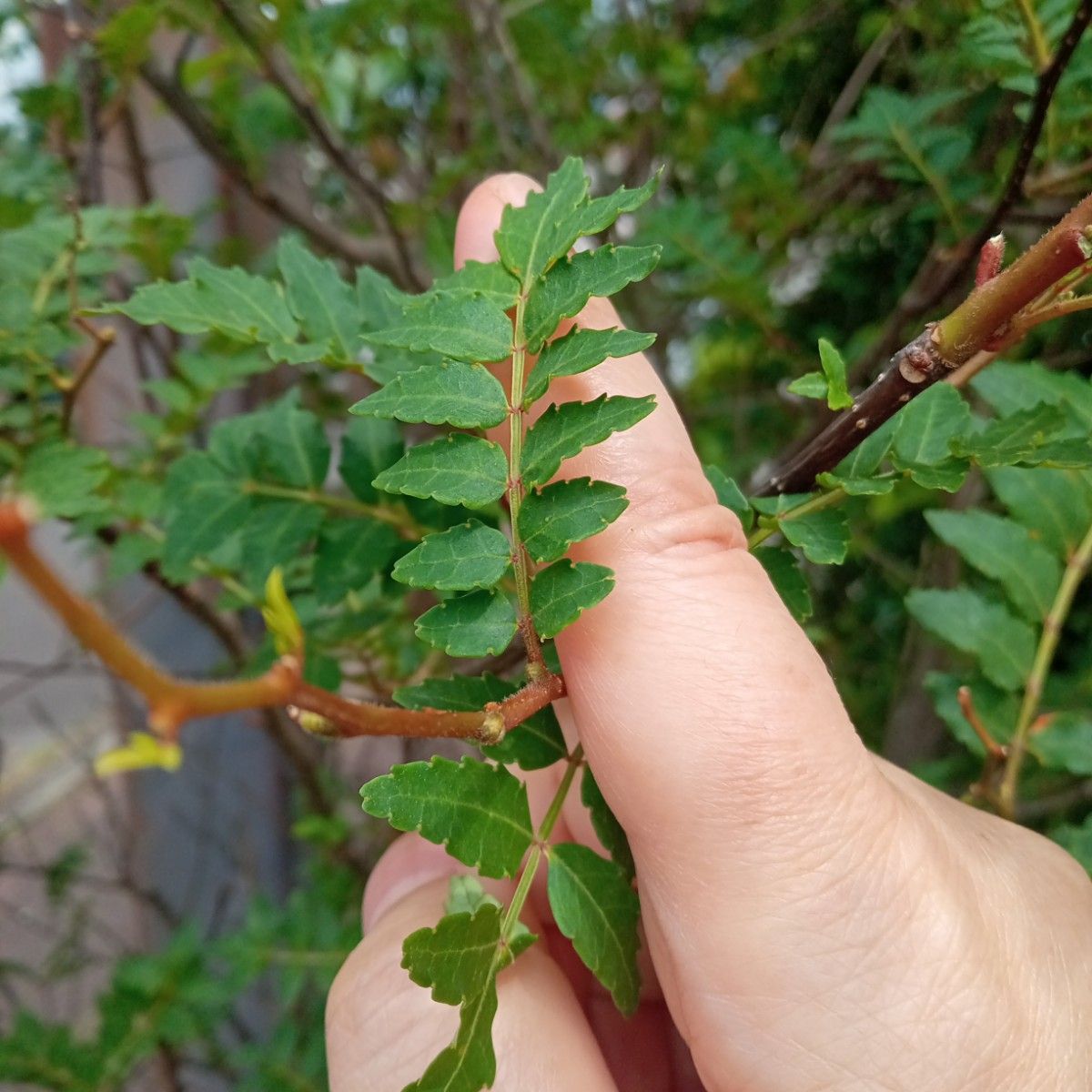 木の芽 山椒の葉 新芽50～70枚