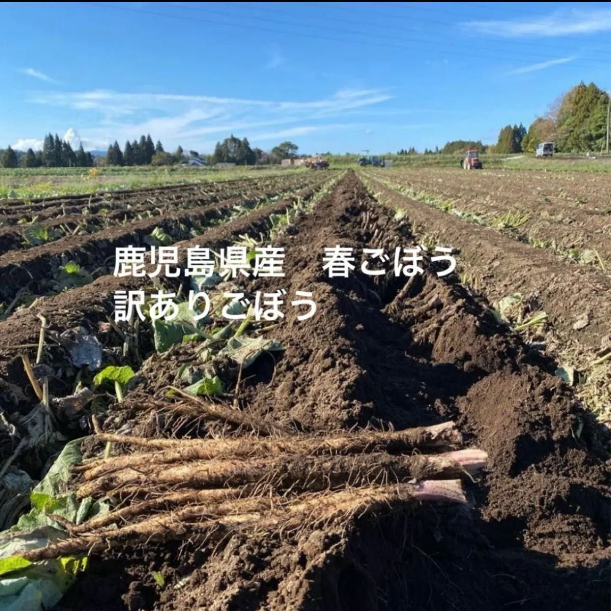 鹿児島県産　春ごぼう　訳あり