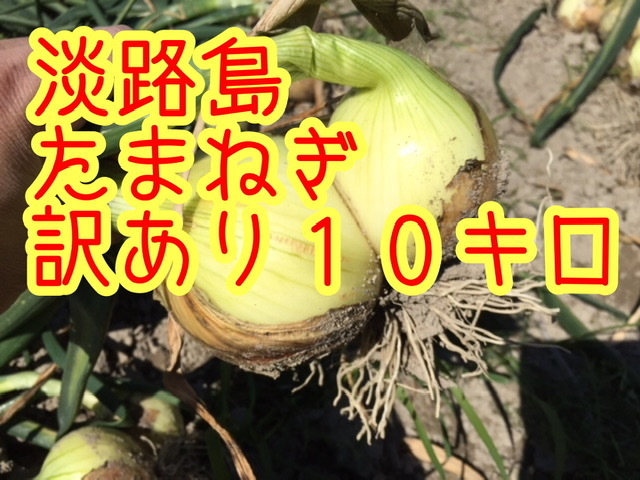 【１０キロ訳あり】淡路島　新たまねぎ　早生タマネギ　玉ねぎ　玉葱　七宝