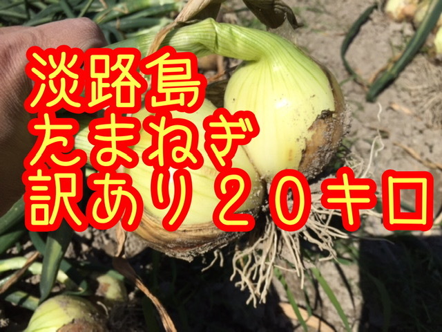 【20キロ訳あり】淡路島　新たまねぎ　早生タマネギ　玉ねぎ　玉葱　七宝 _画像1