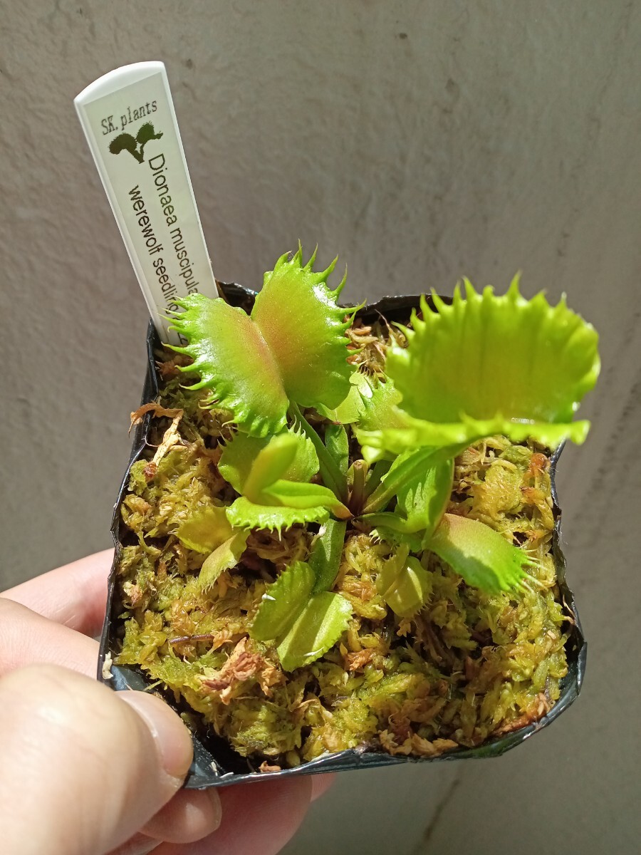 食虫植物 Dionaea muscipula werewolf seedling 2022 実生ハエトリソウ_画像1