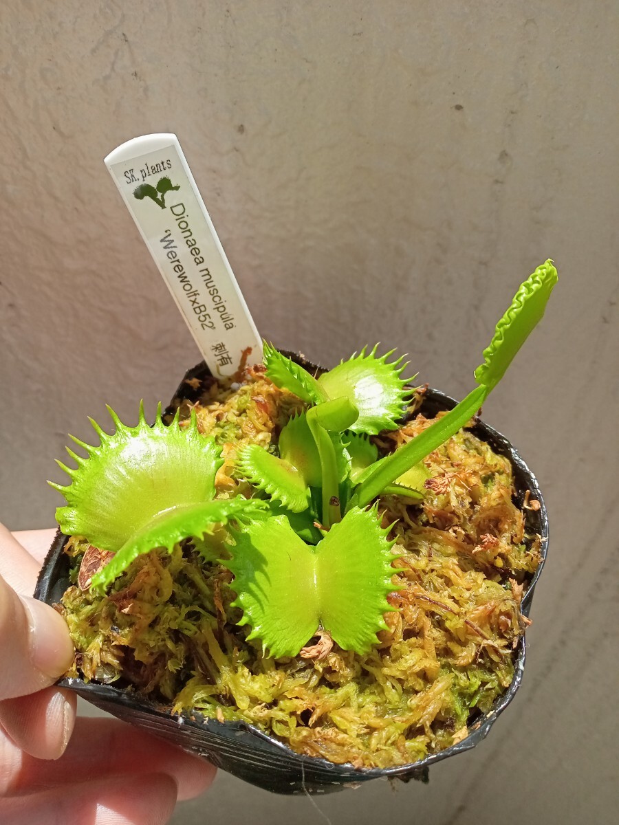 食虫植物 Dionaea muscipula werewolf×B52 刺有 実生ハエトリソウ_画像1