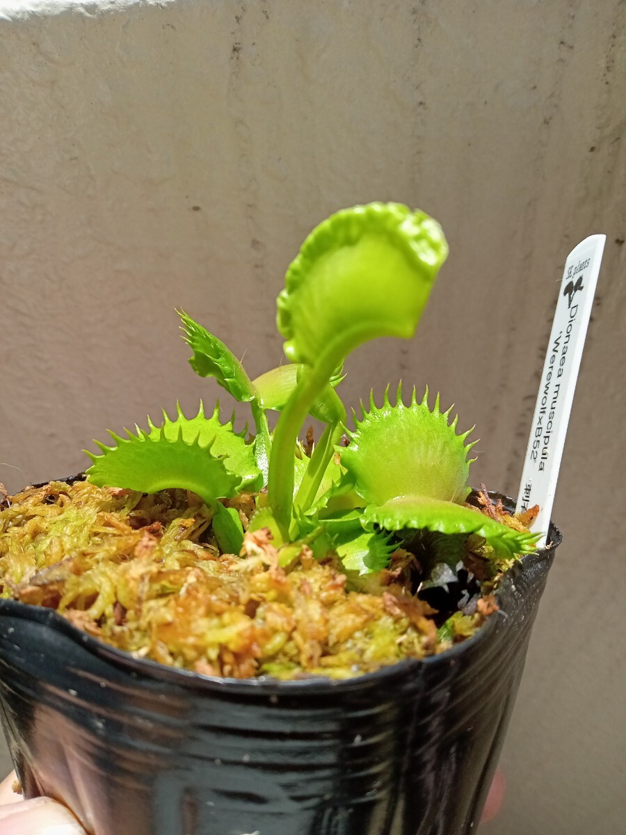 食虫植物 Dionaea muscipula werewolf×B52 刺有 実生ハエトリソウ_画像3