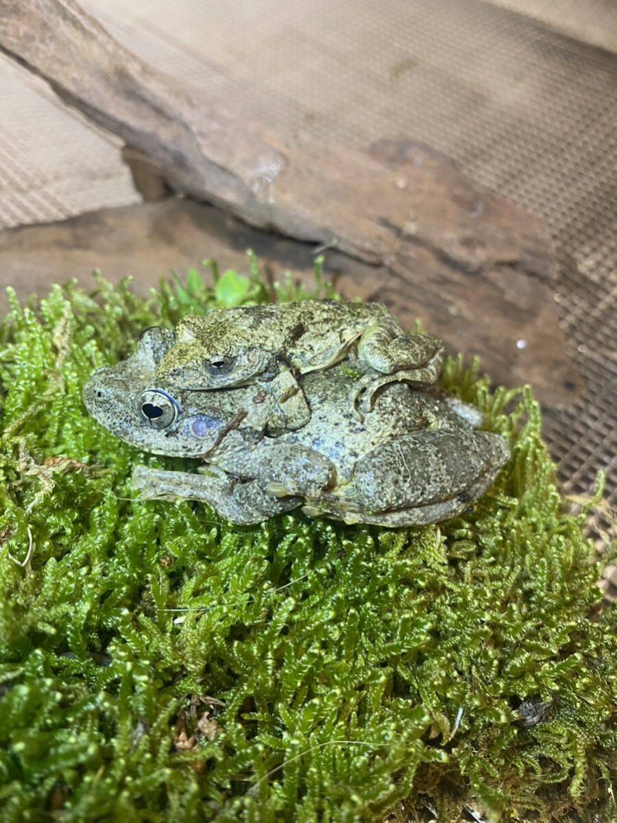 カジカガエル　ペア　メス特大　死着保証あり_画像2