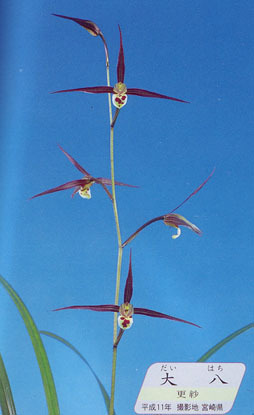 M-180: город Хюга холод орхидея * полки регулировка товар * регистрация товар * большой .