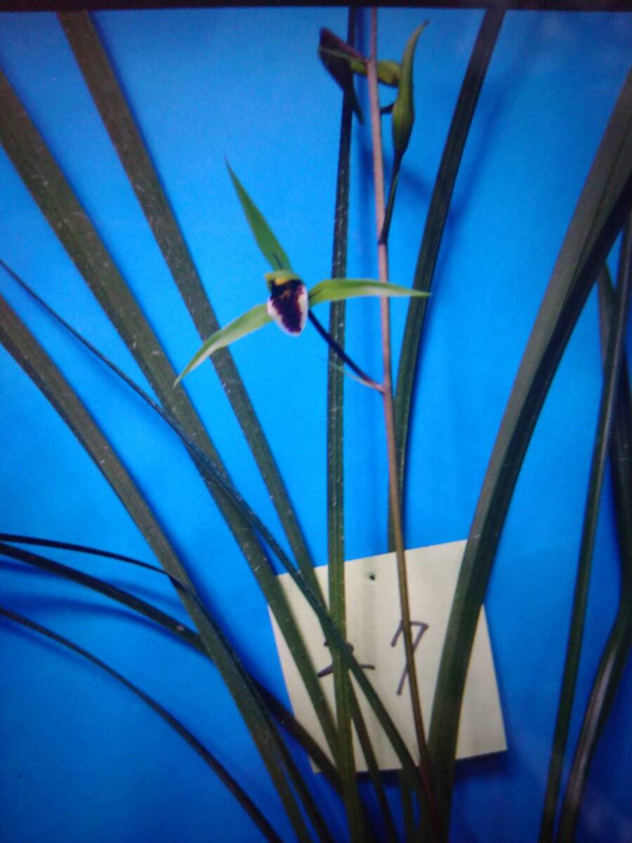 W-16: город Хюга холод орхидея * полки регулировка товар * культивирование товар * синий бойцовая рыбка цветок вид 