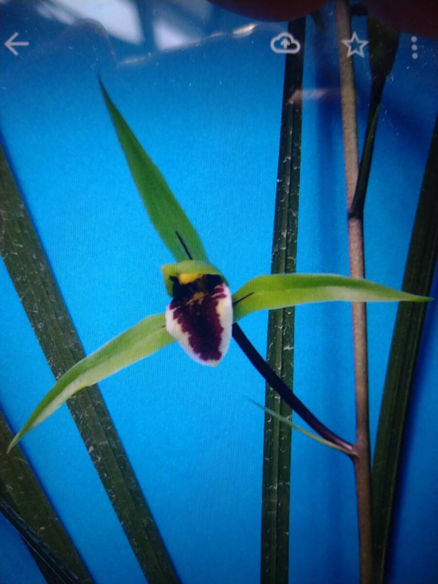 W-16: город Хюга холод орхидея * полки регулировка товар * культивирование товар * синий бойцовая рыбка цветок вид 