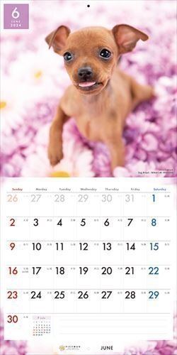  миниатюра * булавка автомобиль -PICTWAN (pikto one ) календарь DOG [L версия ] 2024 год календарь 24CL-50016L