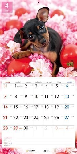  миниатюра * булавка автомобиль -PICTWAN (pikto one ) календарь DOG [L версия ] 2024 год календарь 24CL-50016L