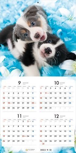  окантовка * колли PICTWAN (pikto one ) календарь DOG [L версия ] 2024 год календарь 24CL-50004L