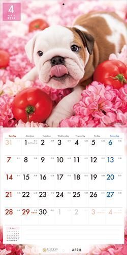ブルドッグ PICTWAN (ピクトワン) カレンダー DOG 【L版】 2024年カレンダー24CL-50006L_画像8