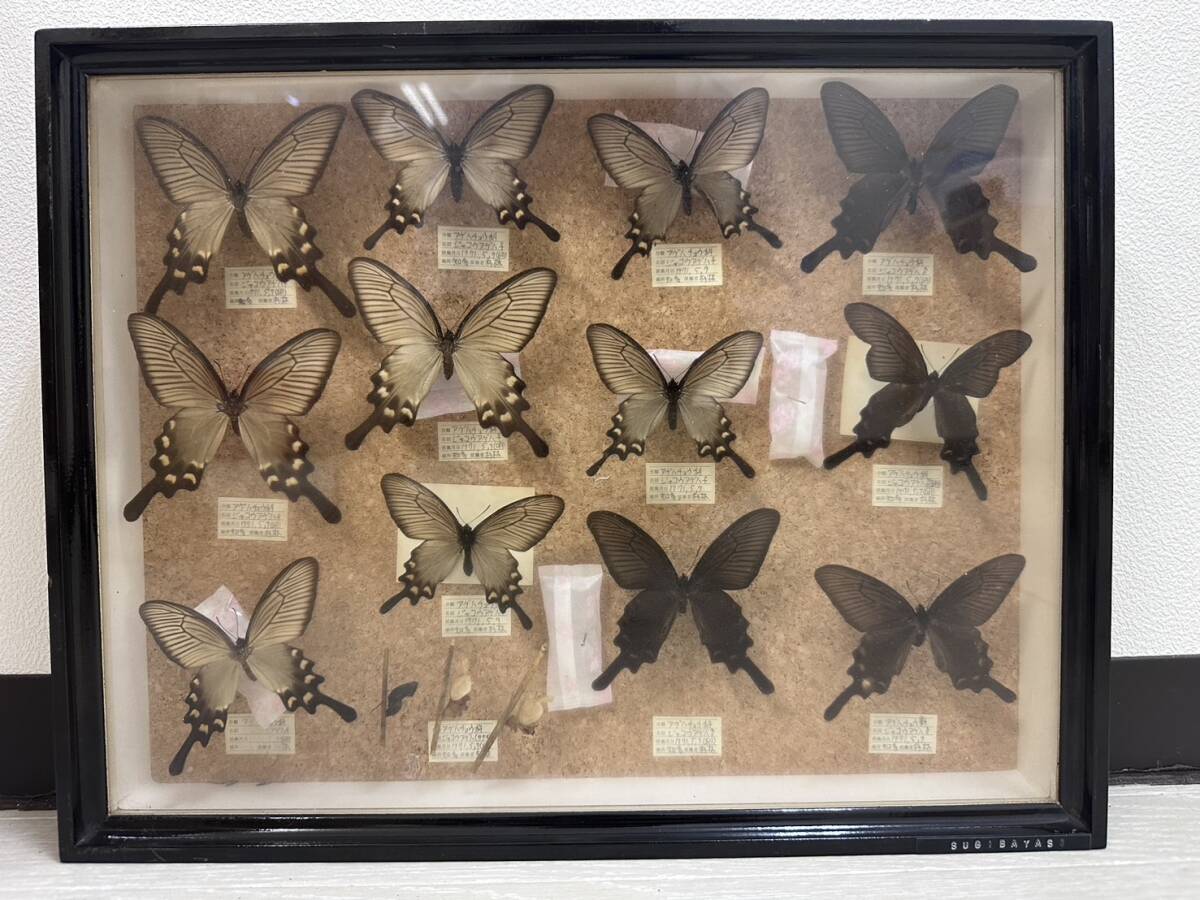 бабочка образец age пчела .ujakouage - совместно префектура Аичи 1971 годы коллекция 