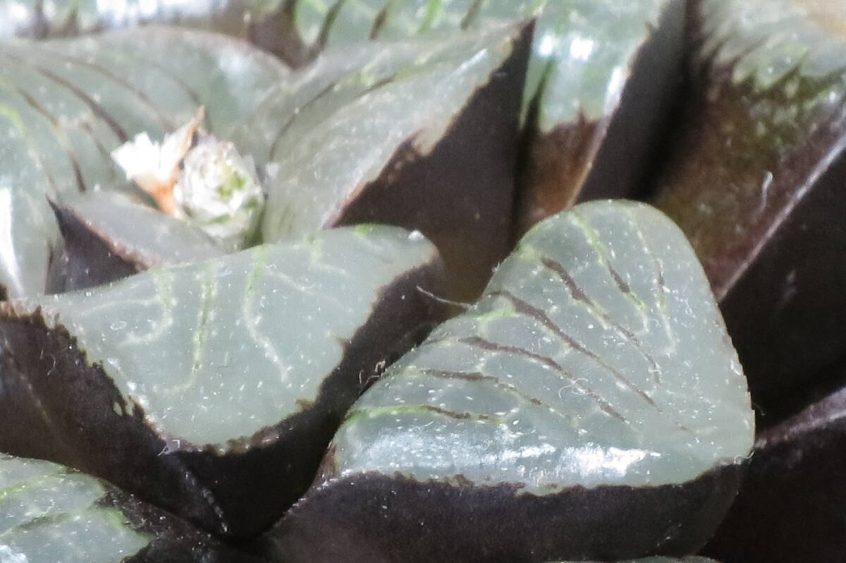 ハオルチア スプリングボクブラケンシス　幅約8.5cm　抜き苗　第4種郵便（送料無料）　多肉植物_画像6