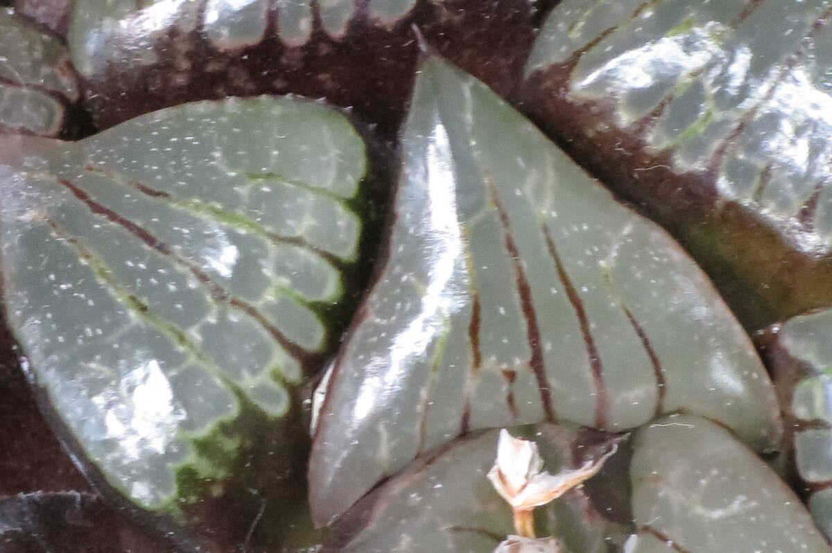 ハオルチア スプリングボクブラケンシス　幅約8.5cm　抜き苗　第4種郵便（送料無料）　多肉植物_画像7