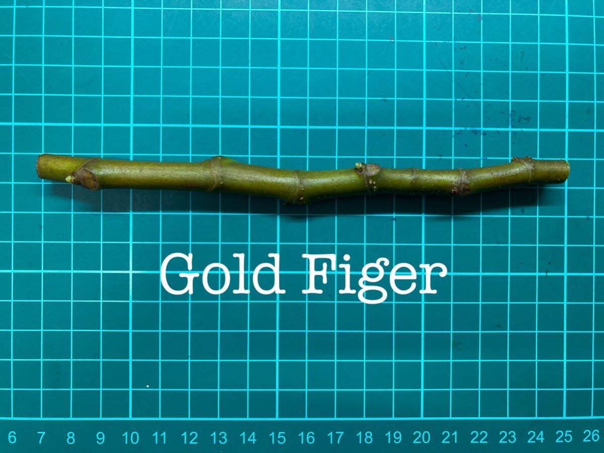 いちじく Gold Figer 挿し穂 1本（穂木・挿木）@1791_画像1