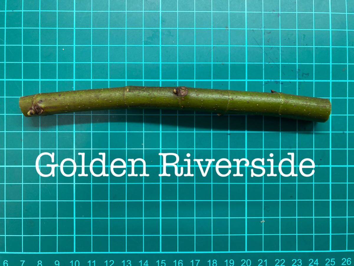 いちじく Golden Riverside 挿し穂 1本（穂木・挿木）@1837の画像1