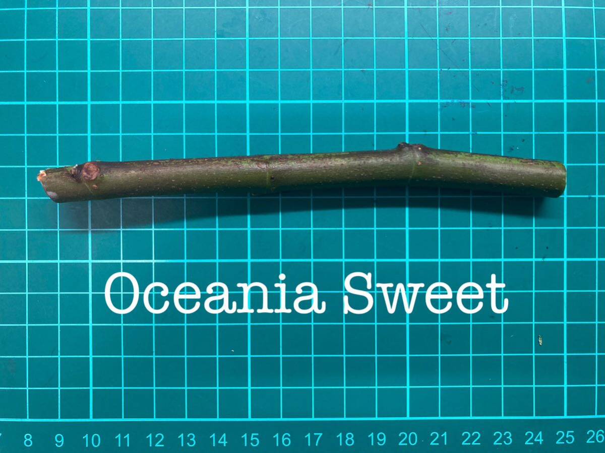 いちじく Oceania Sweet 挿し穂 1本（穂木・挿木）@1847の画像1