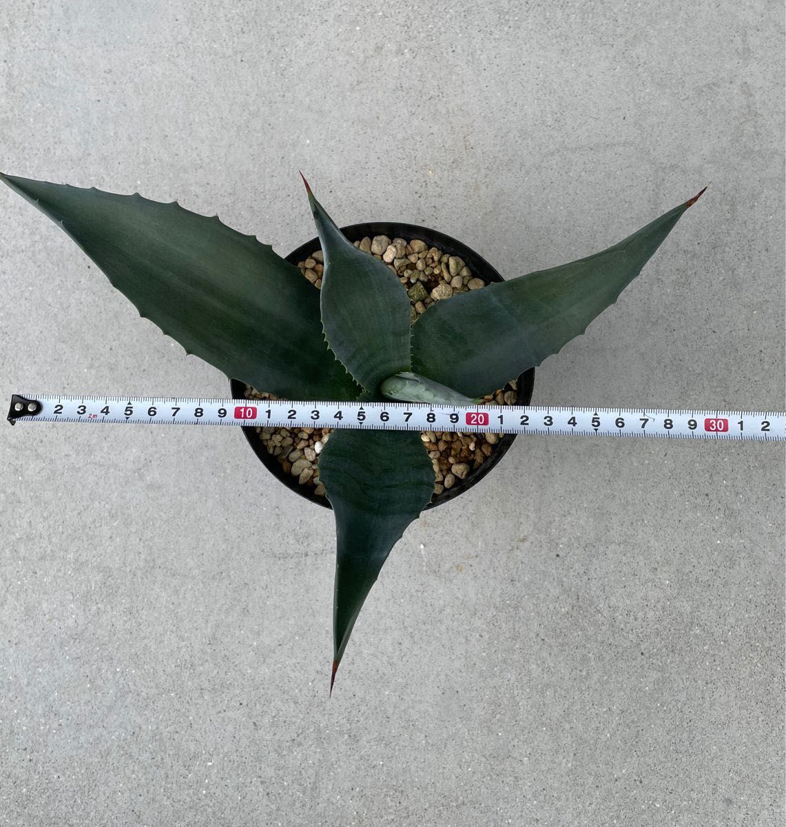 agave americana アガベ　アメリカーナ2