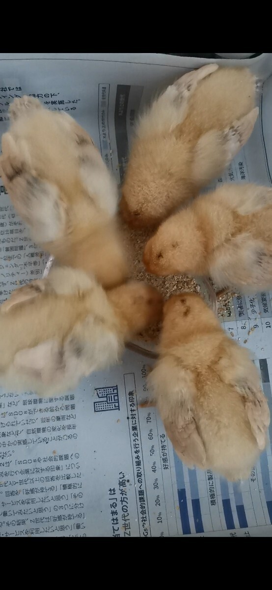 平飼い 鶏有精卵20個入り_画像1