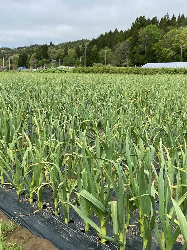 【青森県産】にんにく ホワイト六片 バラ 500ｇ 新物(令和5年)☆_画像5