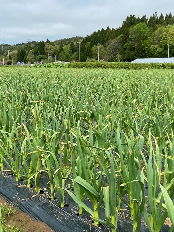 青森県産 にんにく ホワイト六片 バラ 2kg 令和5年新物☆_画像5