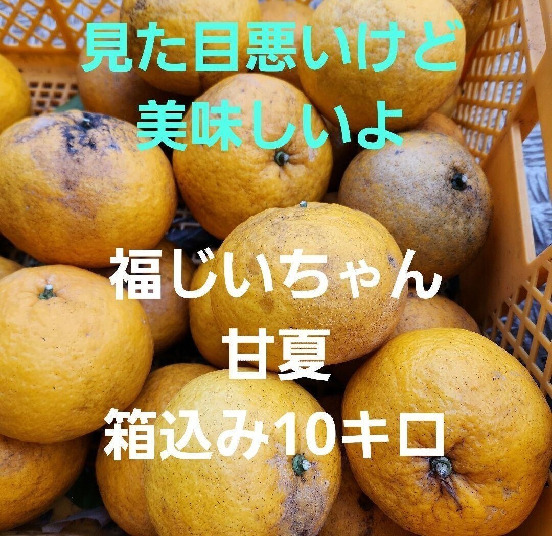 ●意外に好評！見た目悪いけど！宮崎県産 農薬不使用 福じいちゃんの甘夏みかん 箱込み10キロの画像1