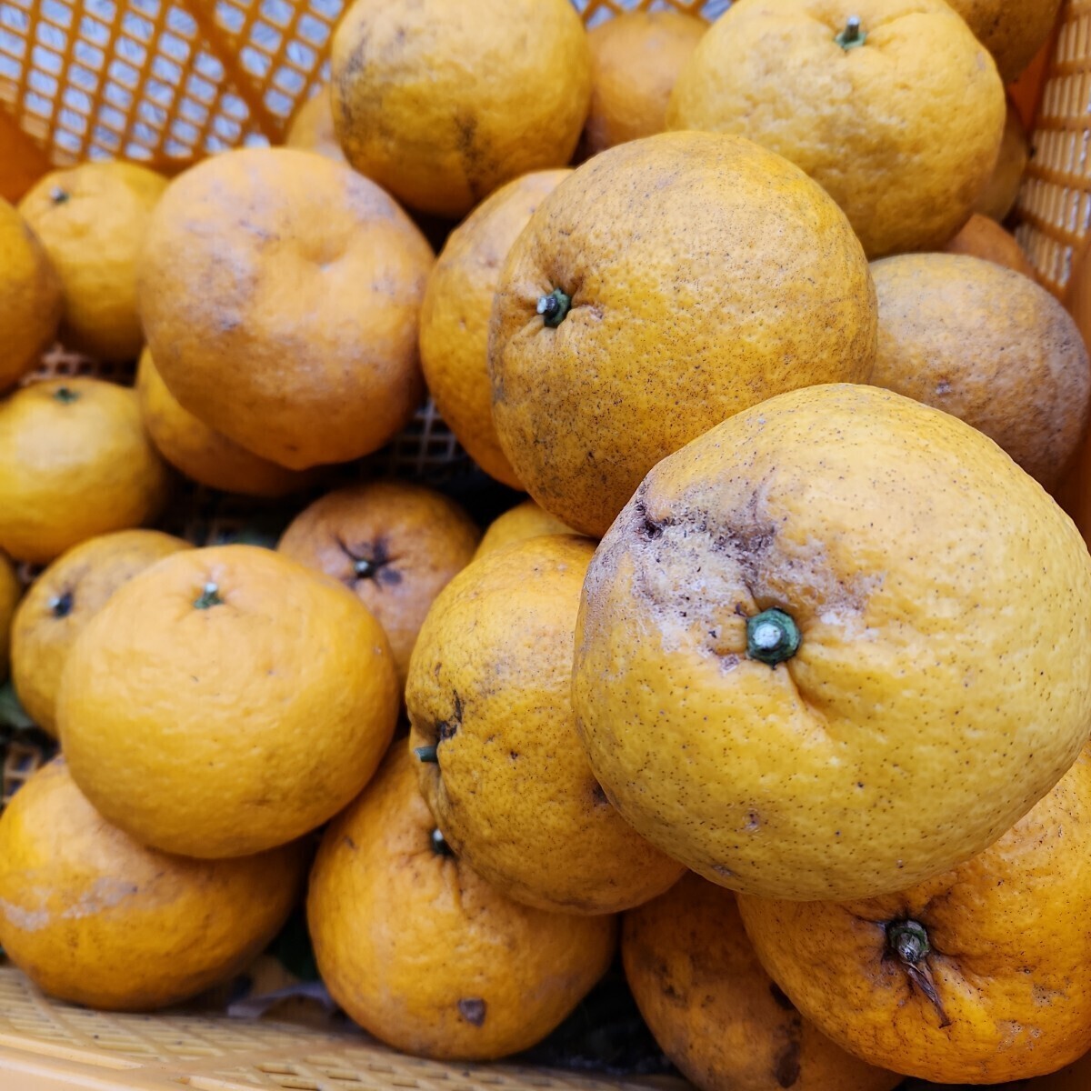 ●見た目悪いけど美味しいよ！宮崎県産 農薬不使用 福じいちゃんの甘夏みかん 箱込み10キロの画像6