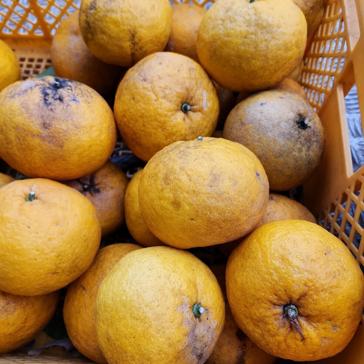 ●意外に好評！見た目悪いけど　宮崎県産　農薬不使用　福じいちゃんの甘夏みかん　箱込み10キロ②_画像7