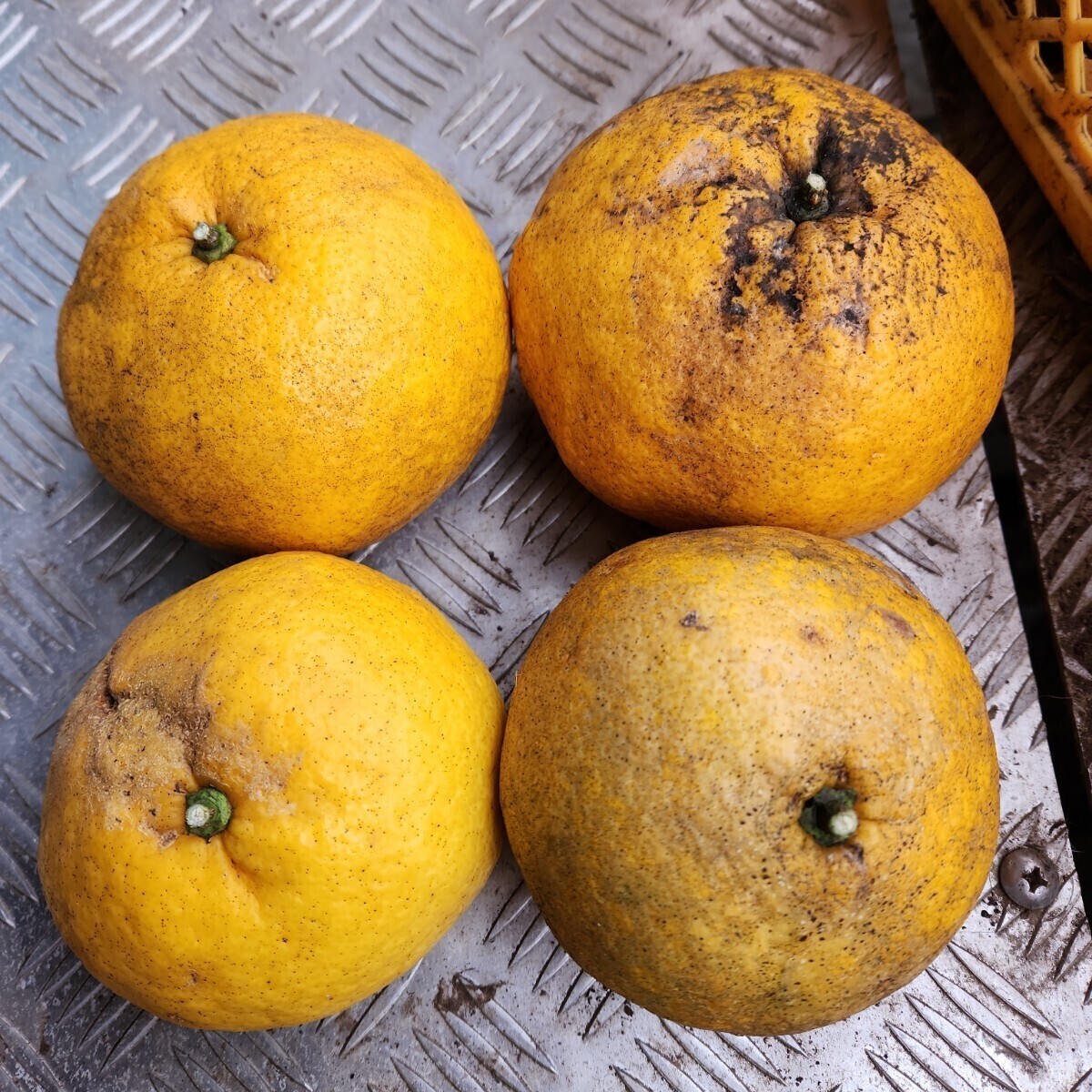 ●意外に好評！見た目悪いけど　宮崎県産　農薬不使用　福じいちゃんの甘夏みかん　箱込み10キロ②_画像5