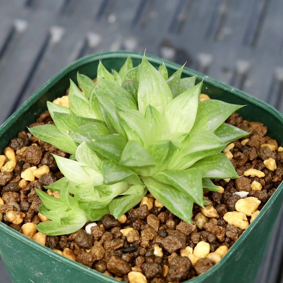 ハオルチア　氷砂糖　Haworthia turgida f. variegata　子付き　斑入り　多肉植物　90型鉢_画像3