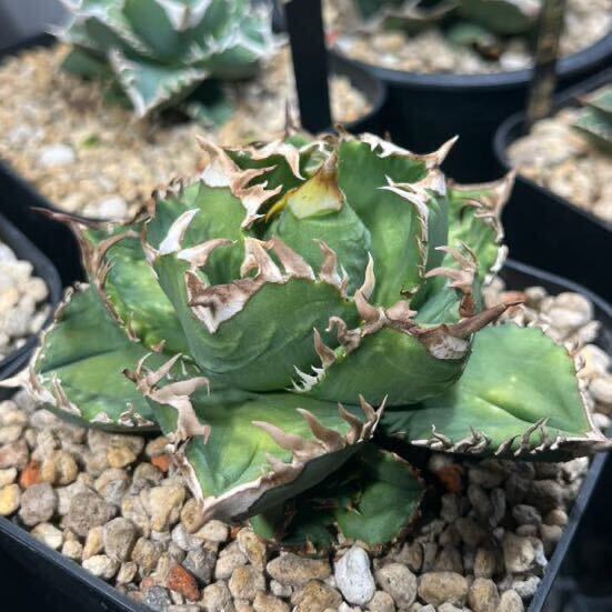  agave chitanota.. Crown . stock ( search ) table reverse side ... large white . Akuma-kun white .cj Special.. dragon . star flax flower dragon star empty 