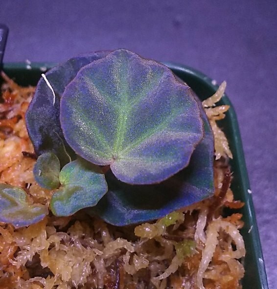 【子株】ベゴニアsp.サラワク　Begonia sp.Sarawak _画像1