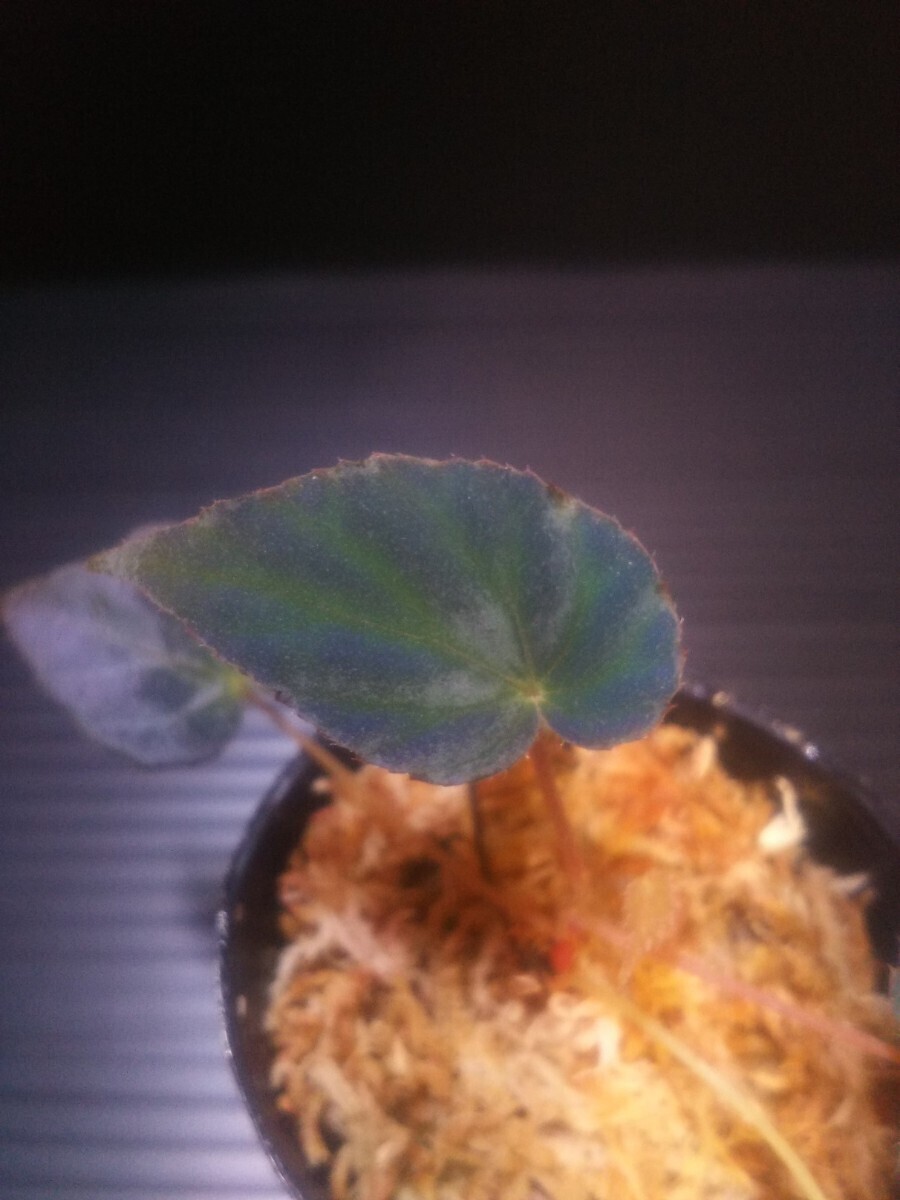 ベゴニア　パボニナ　Begonia pavonina from Malaysia _画像2