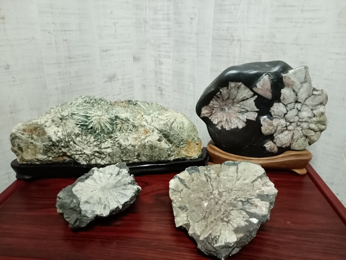 ② worth seeing!! chrysanthemum stone summarize approximately 9.8Kg raw ore appreciation stone decoration stone ornament thing objet d'art collection interior Junk 