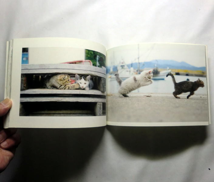 写真集「ねこじま」南由香　ゆるやかで温かな猫写真集 田代島の猫たち_画像5