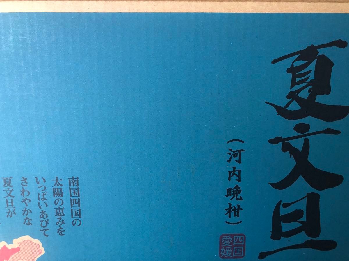 河内晩柑（夏文旦）2Lサイズ 箱込み10キロ程度 愛媛県産