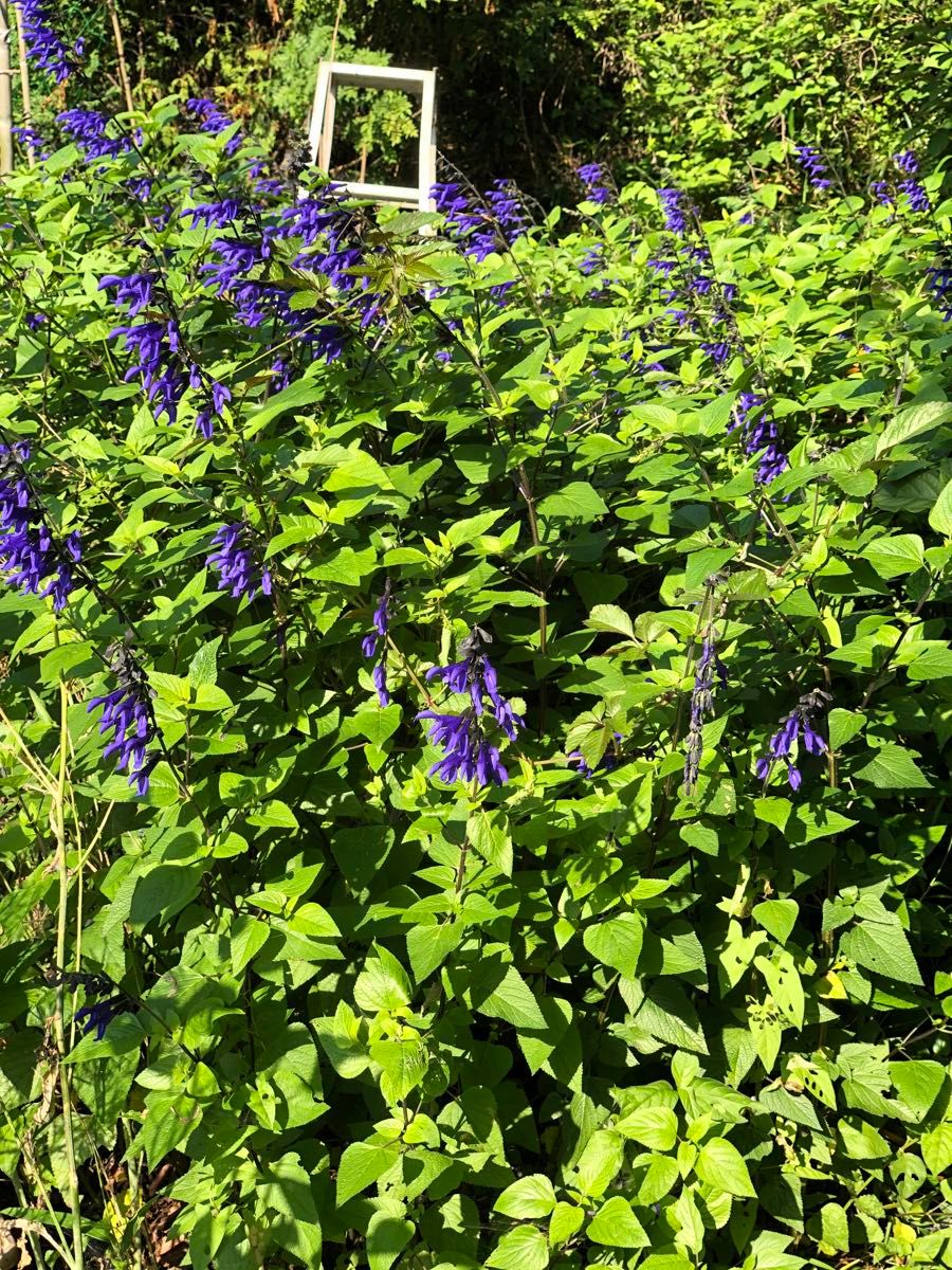 メドーセージ　苗　ハーブ　サルビア　ガラニチカ　紫　花