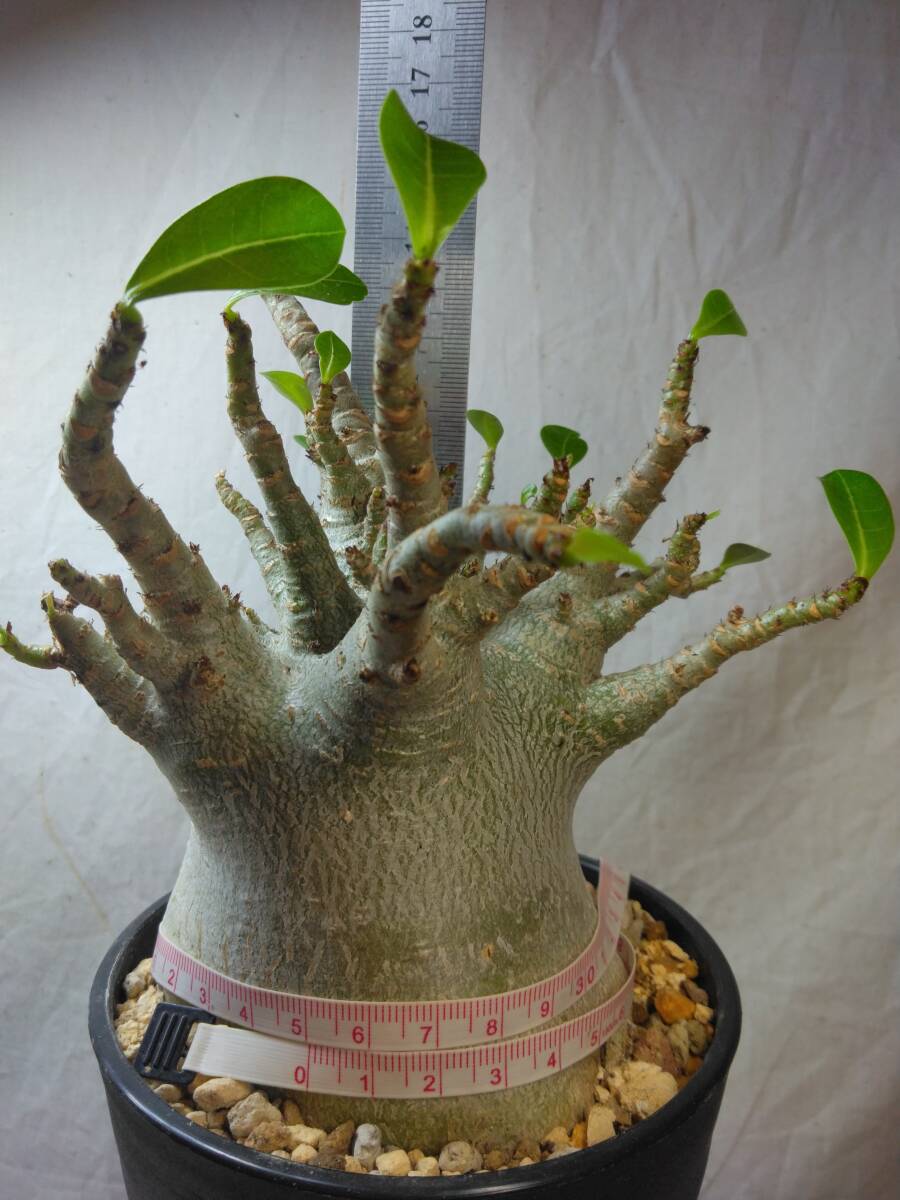 送料込【ドワーフ多頭極太25cm】アデニウム ドワーフ adenium dwarf arabicum セラアート4号ロングごと発送 202