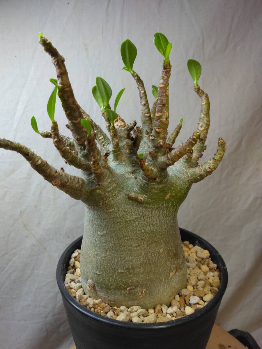 送料込【ドワーフ多頭太め23cm】アデニウム ドワーフ adenium dwarf arabicum セラアート4号ロングごと発送 209