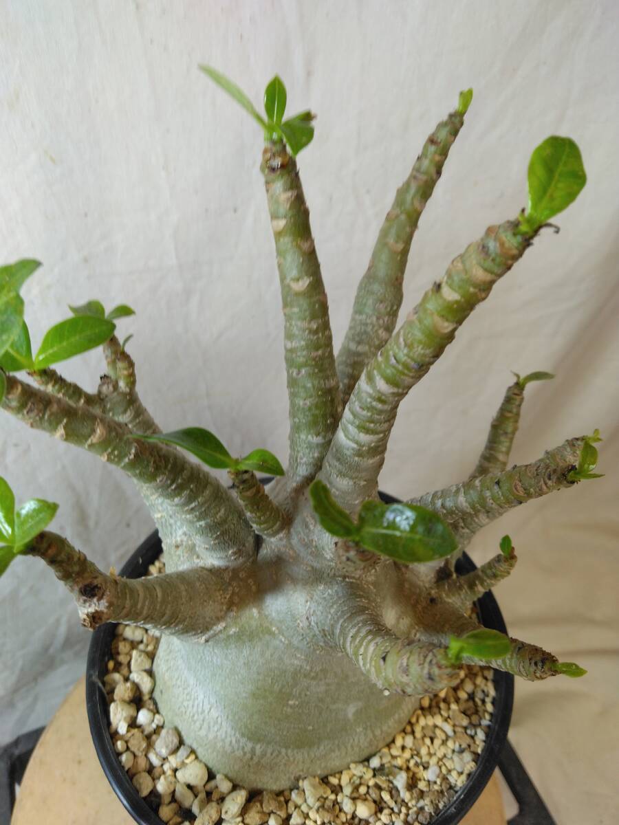 送料込【ドワーフ多頭太め23cm】アデニウム ドワーフ adenium dwarf arabicum セラアート4号ロングごと発送 211_画像3