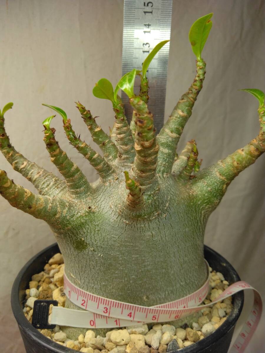 送料込【ドワーフ多頭太め22cm】アデニウム ドワーフ adenium dwarf arabicum セラアート4号ロングごと発送 215