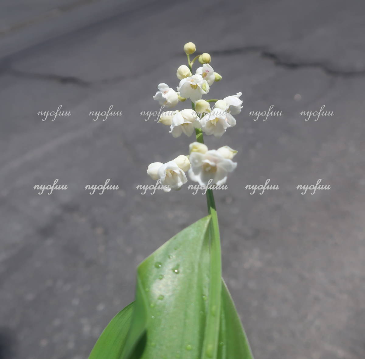 ∮ flower ... aroma flower . -ply .. lily of the valley many ....... bell orchid aroma enduring cold . root .. -ply .. lily of the valley fields and mountains grass potted plant ground .. gardening 