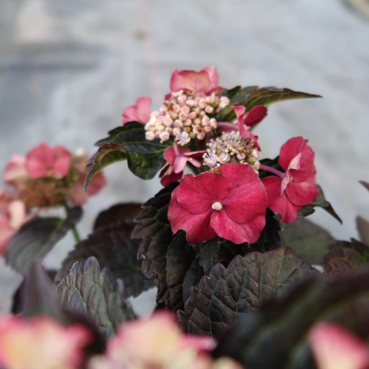 ∮ kind seedling registration goods kind pressure volume. black .! copper leaf hyde Ran jia after midnight red flower hydrangea black diamond Monde enduring cold purple . flower ....②