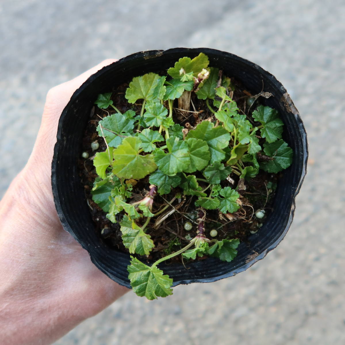 ∮ ムスクマロウ マルバ ピンク マロウ　耐寒 宿根草 草花 山野草 地植え 鉢植え 庭植え ガーデニング_サンプル苗　冬枯れは日々進みます