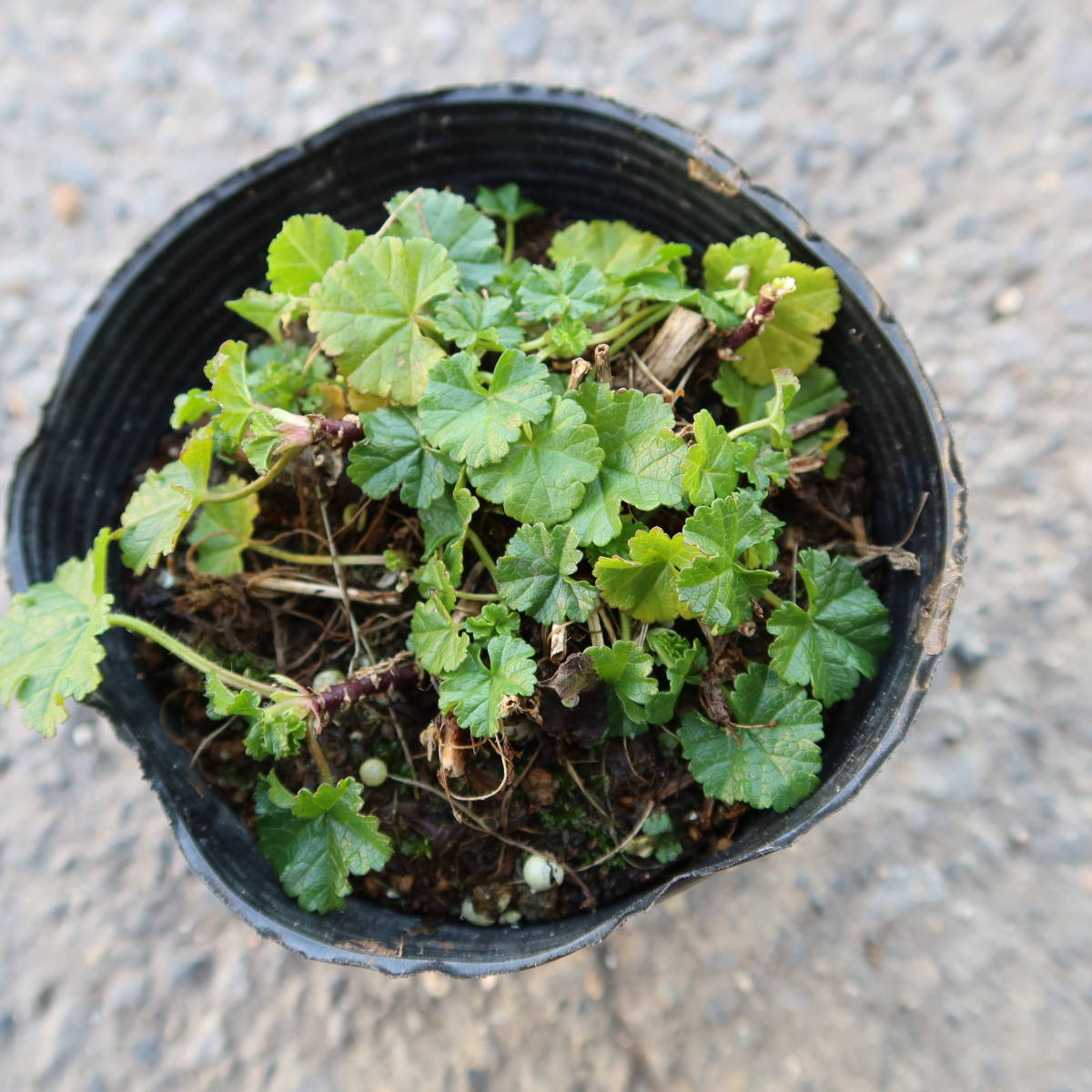 ∮ ムスクマロウ マルバ ピンク マロウ　耐寒 宿根草 草花 山野草 地植え 鉢植え 庭植え ガーデニング_サンプル苗　冬枯れは日々進みます