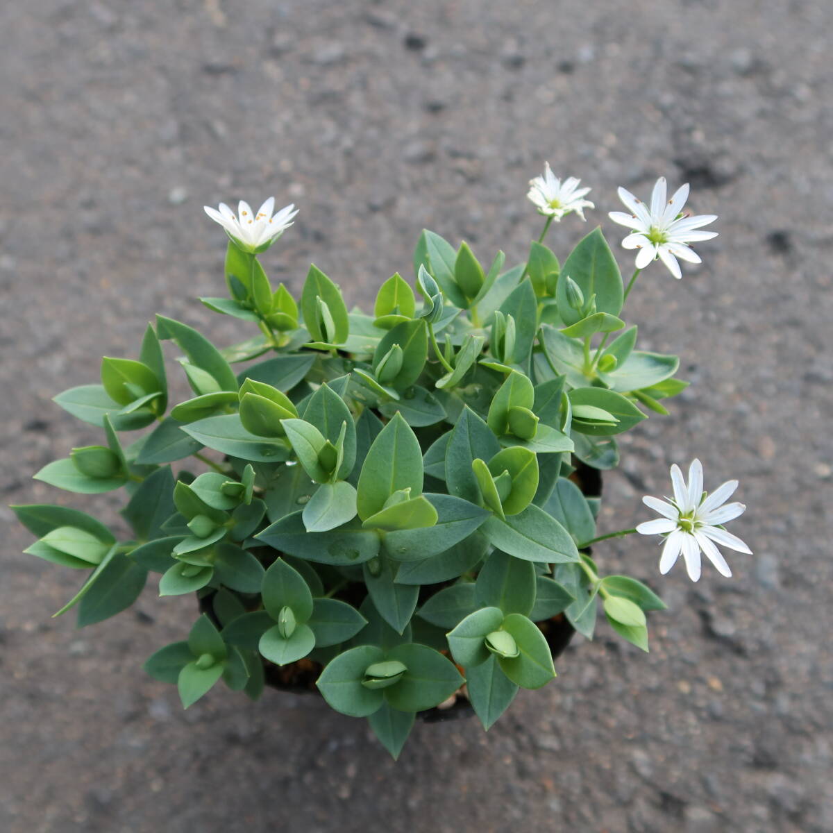 ∮ しべのオレンジ色が綺麗 シコタンハコベ 耐寒 宿根草 庭植え 地植え 鉢植え 花壇苗 ガーデニング 園芸品種 生産栽培品 色丹ハコベ_現在の様子　サンプル苗