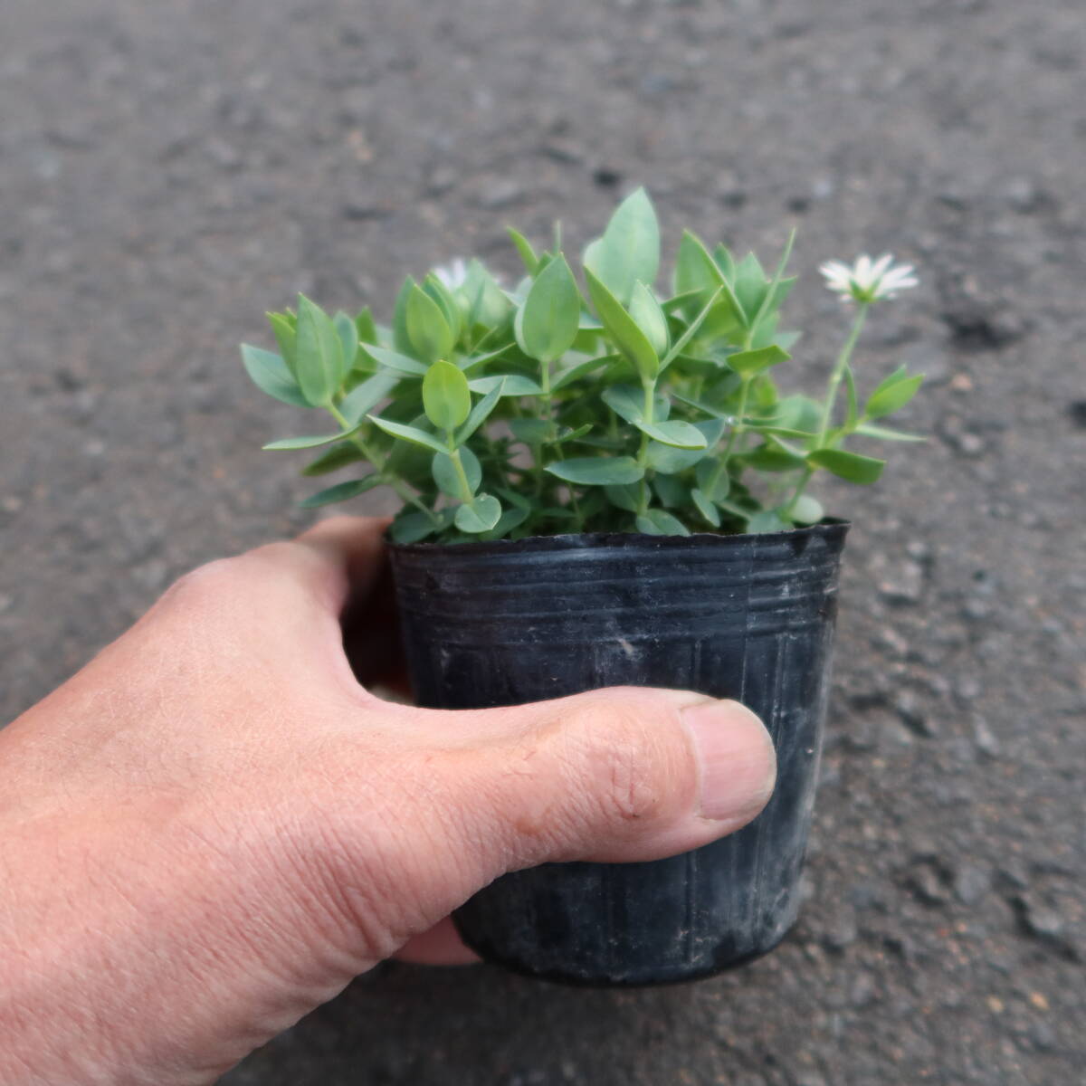 ∮ しべのオレンジ色が綺麗 シコタンハコベ 耐寒 宿根草 庭植え 地植え 鉢植え 花壇苗 ガーデニング 園芸品種 生産栽培品 色丹ハコベ　_現在の様子　サンプル苗