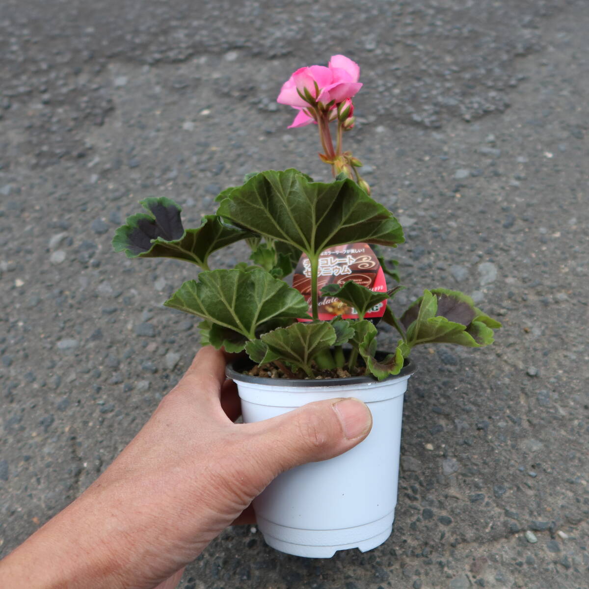 ∮ 銅葉が綺麗　チョコレートゼラニウム 四季咲き ゼラニューム 草花 花壇苗 寄せ植え 地植え 鉢植え 庭植え ガーデニング_サンプル苗