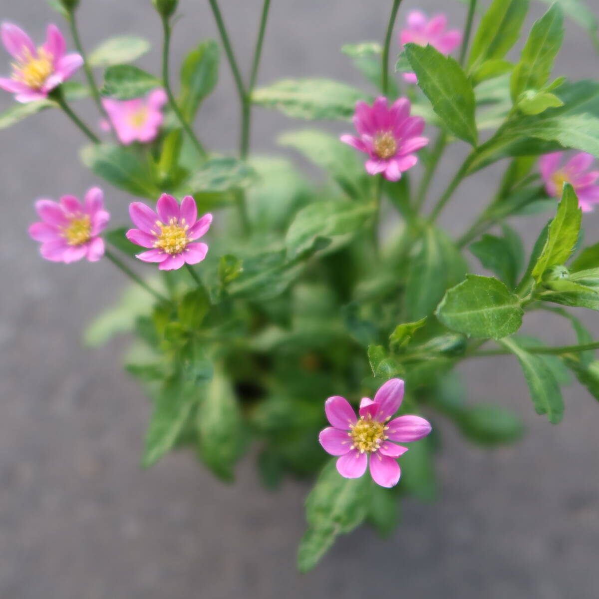 ∮ ピンク 都忘れ ミヤコワスレ 切り花に 耐寒 宿根草 花壇苗 草花 地植え 庭植え 鉢植え ガーデニング　_画像3