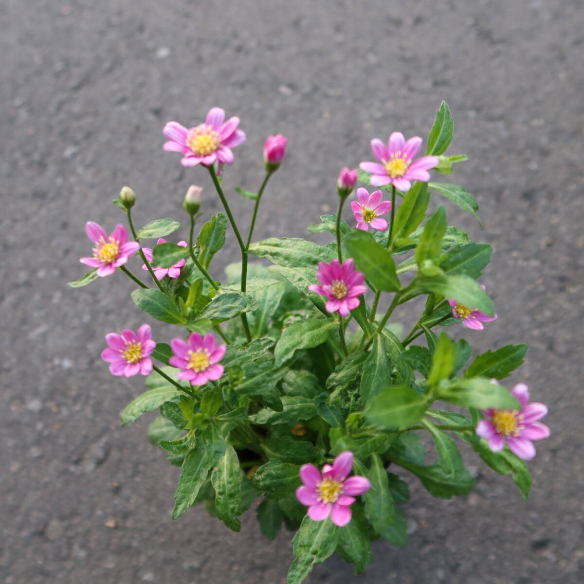 ∮ ピンク 都忘れ ミヤコワスレ 切り花に 耐寒 宿根草 花壇苗 草花 地植え 庭植え 鉢植え ガーデニング　　_画像2